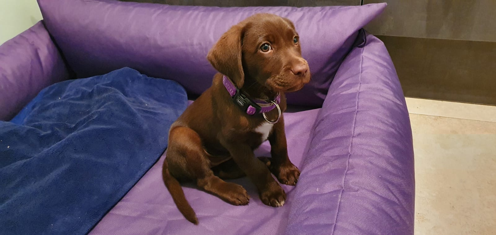 💛 FRIEDA – Die Tierkommunikations-Ausbildung